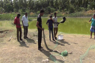 மீன் வலையில் சிக்கிய 10 அடி மலைப்பாம்பு: காட்டுப்பகுதியில் விட்ட வனத் துறை!