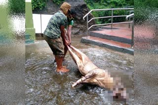 Wild boar died in floods in Courtallam