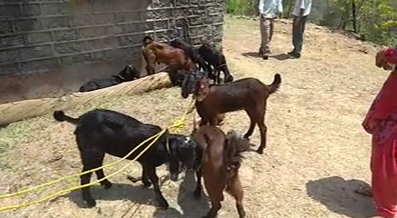 allegations on animal husbandry department swarghat