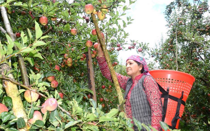 apple market in himachal