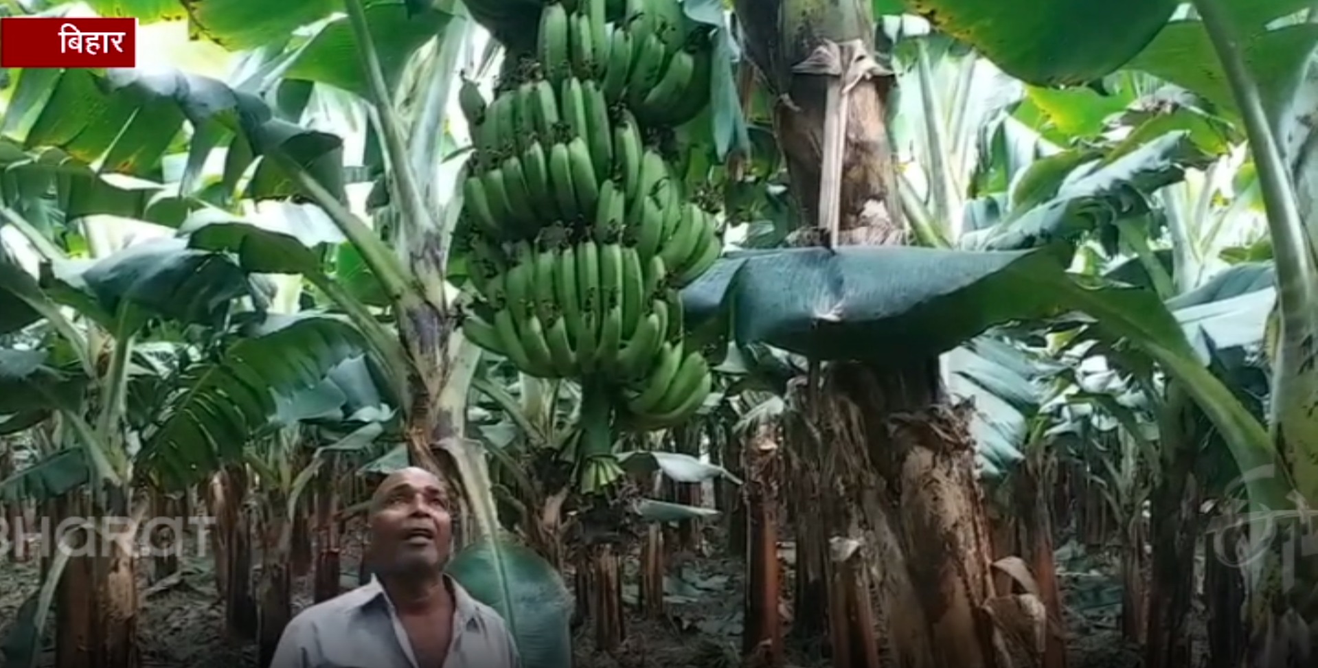 madhepura banana farming