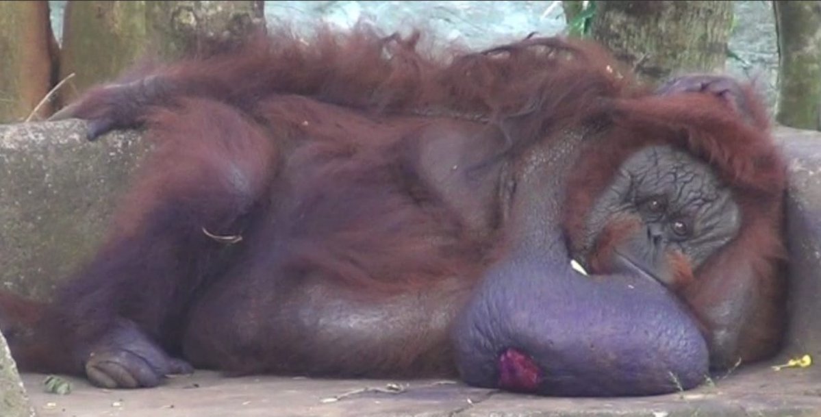 India's only orangutan dies at Nandankanan Zoological Park