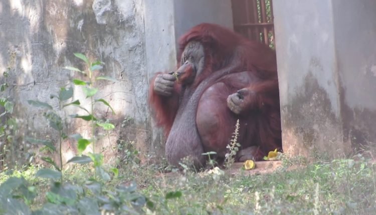 India's only orangutan was undergoing treatment due to old-age related ailments