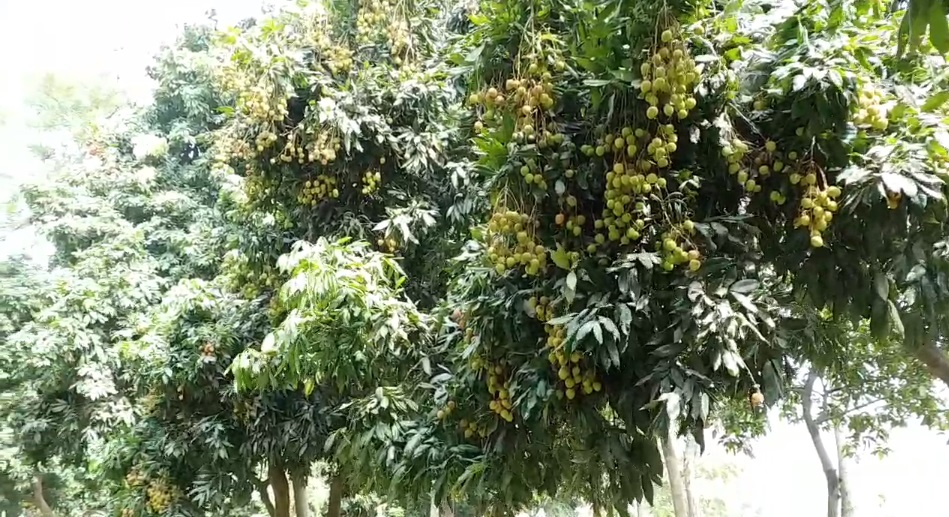 royal lichi samastipur