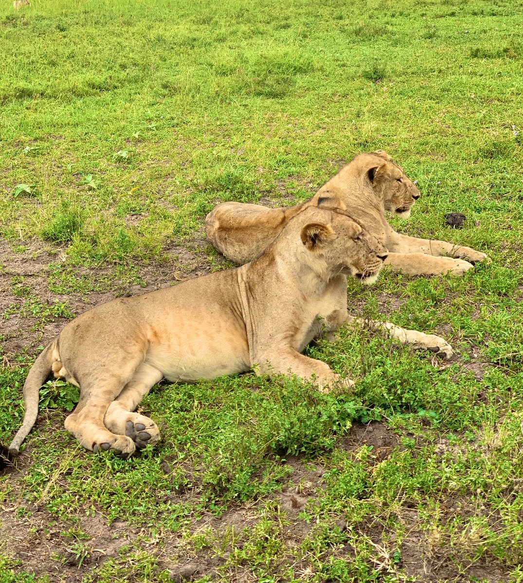 ram upasan in africa safaries