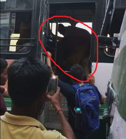 cow enter in hrtc bus