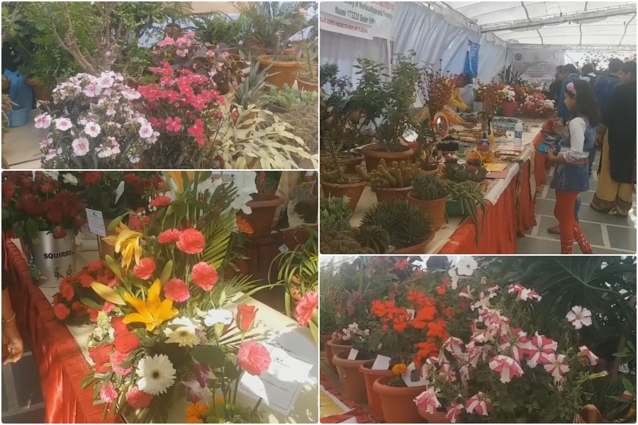 flower exhibition