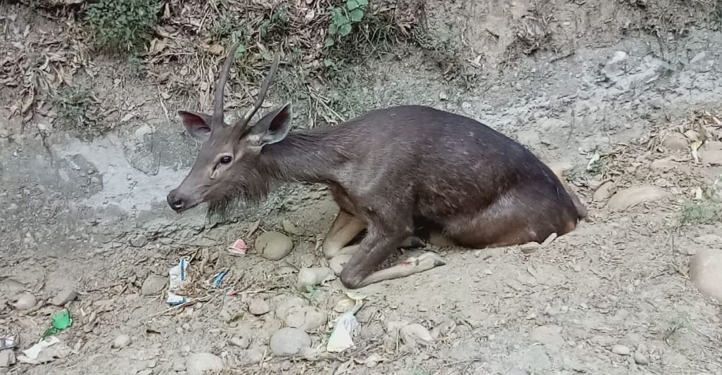 sambhar injured