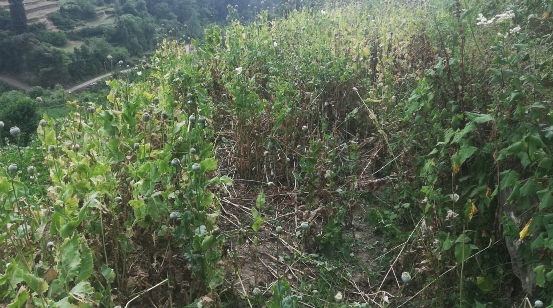 opium plants