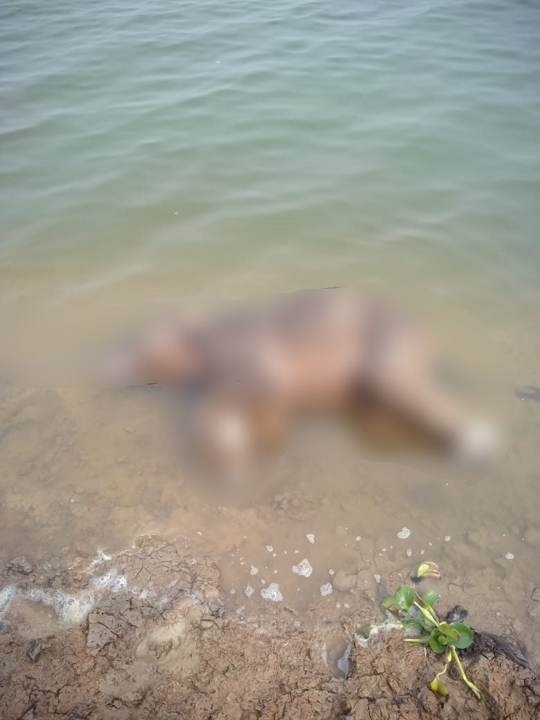 mahanadi, jharsuguda, baby elephant, death, ଝାରସୁଗୁଡା, ହାତୀ ଶାବକ, ମହାନଦୀ