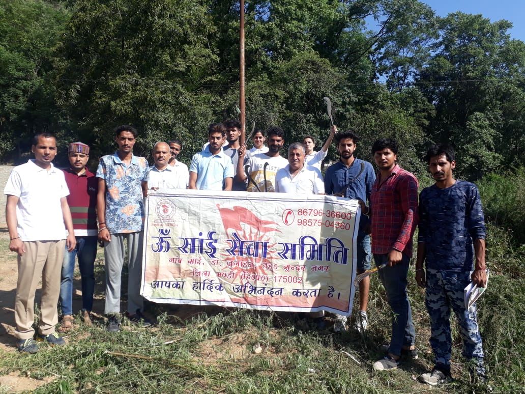 bhang ukhado campian in mandi