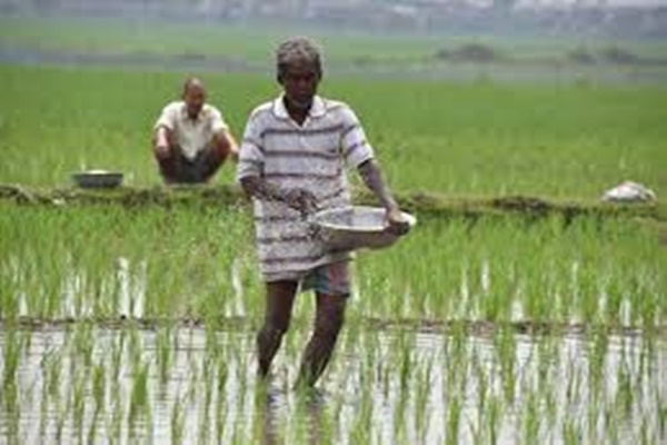 குறுவை சாகுபடி