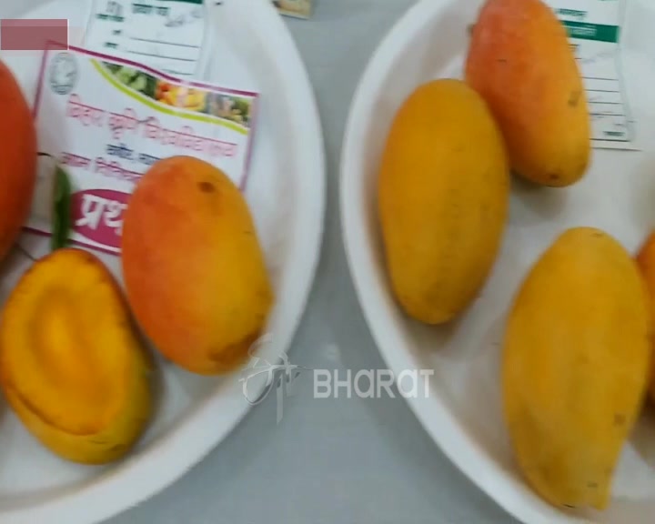 bhagalpur jardalu mango