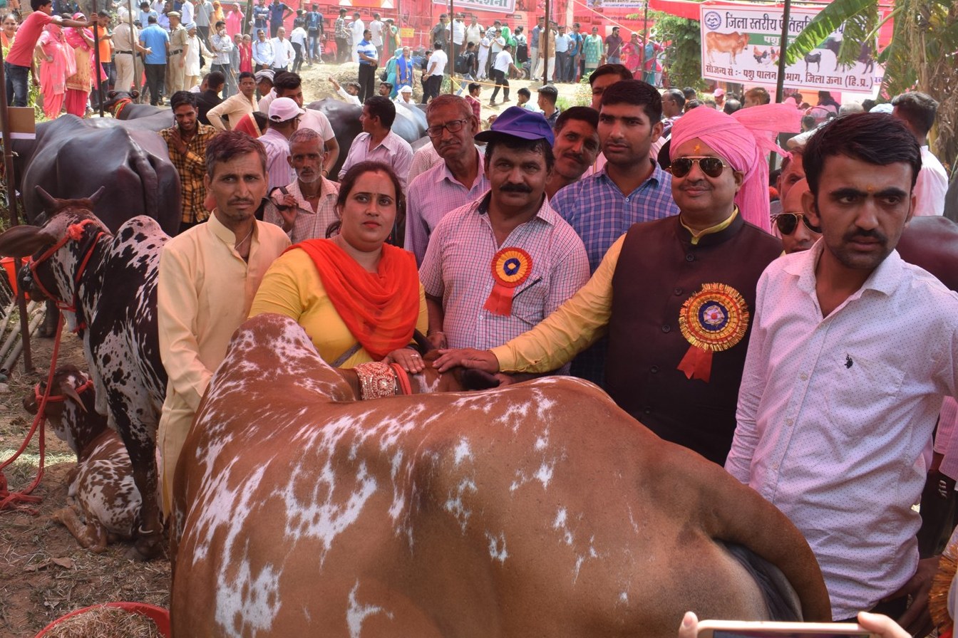 cattle exhibition in Piplu Fair Una