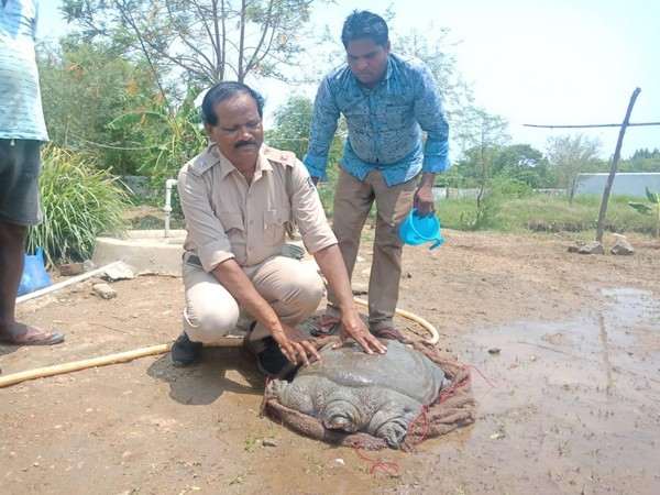 42-kg turtle of rare variety found during  construction