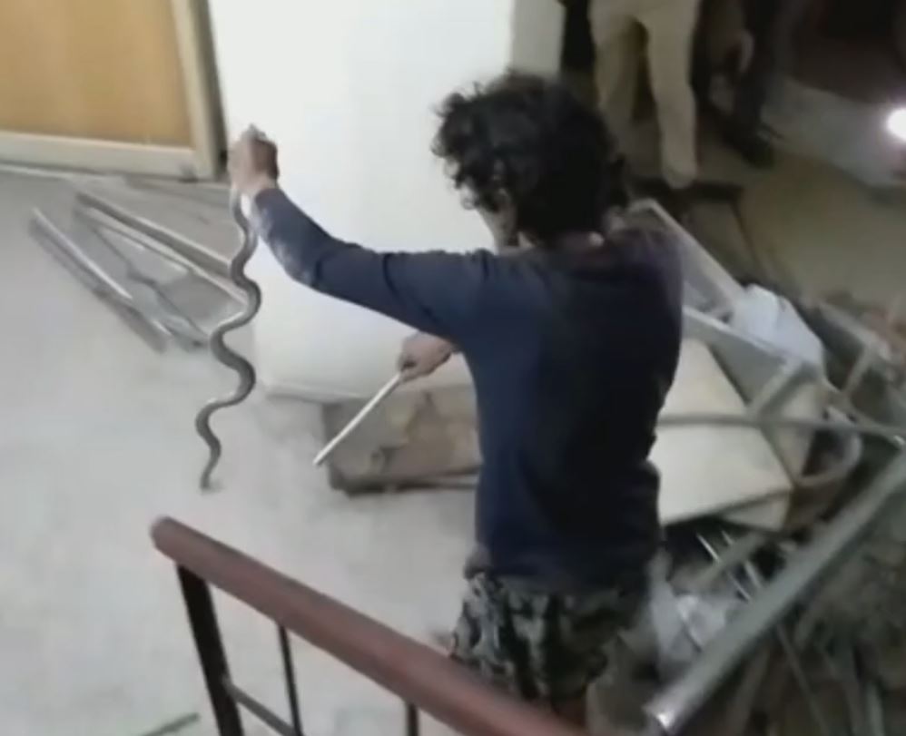 Snake enters a bank in Mandi