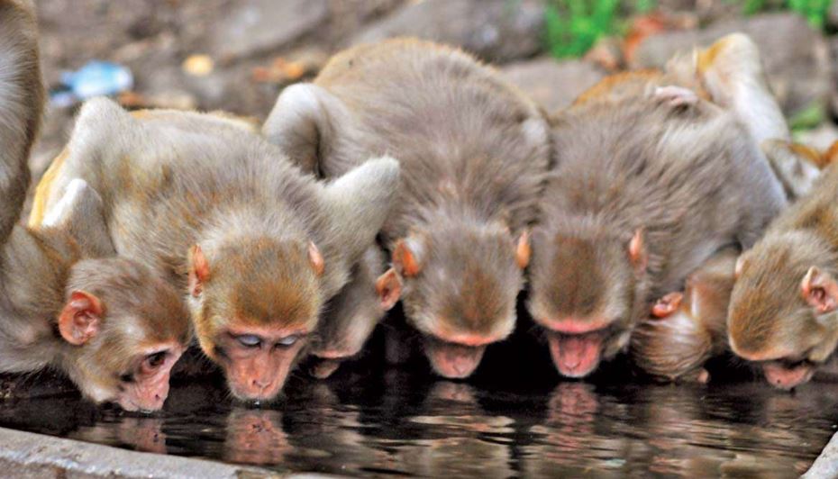 Monkey drinking water