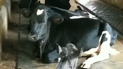 cow's new breed developing in baghthan cow centre