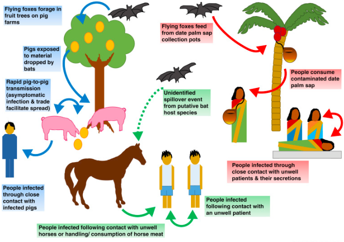 Nipah virus