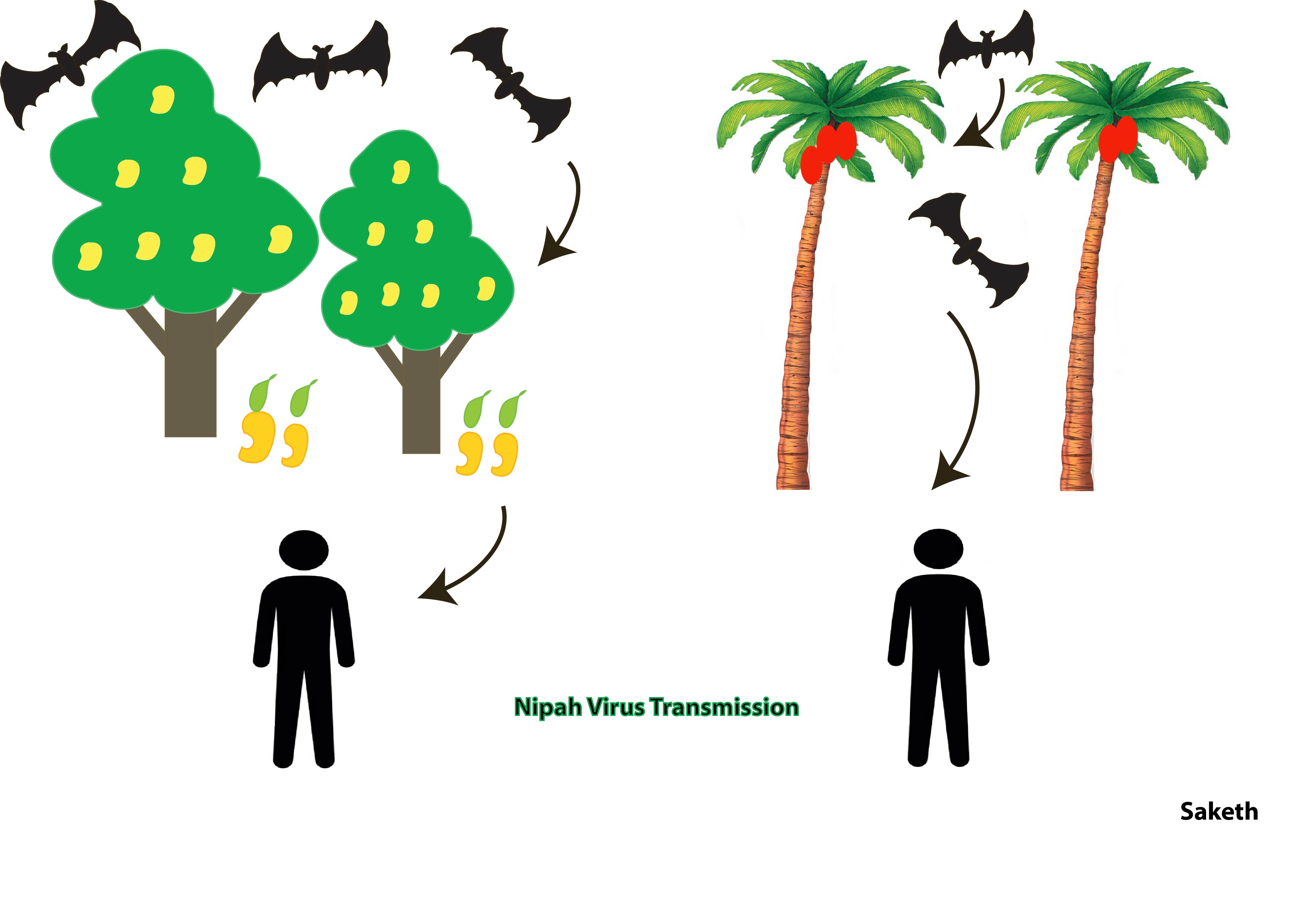 Nipah virus