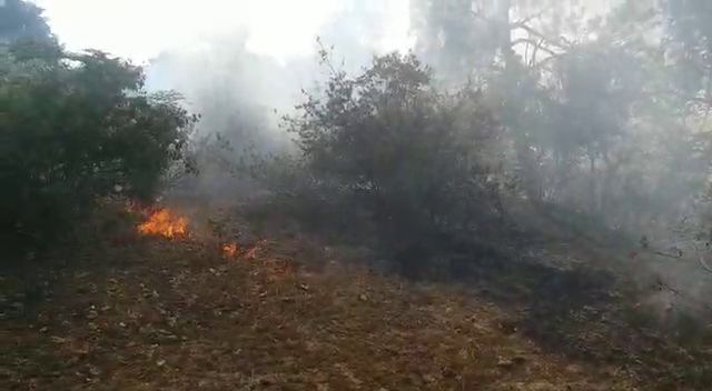 fire in diyana forest beat in kangra