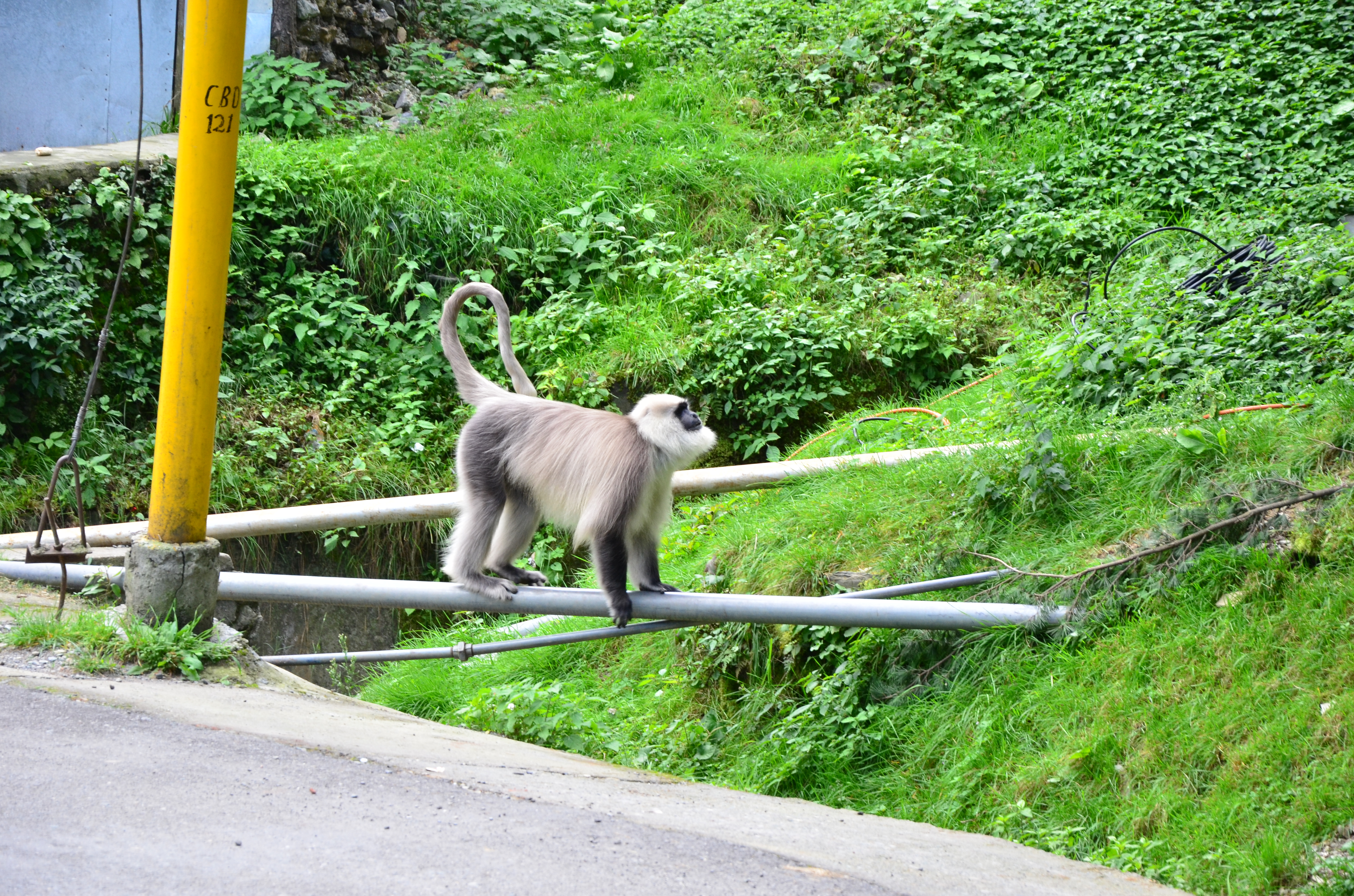 sacred species of langur found in chamba