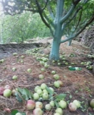 apples waste from rain