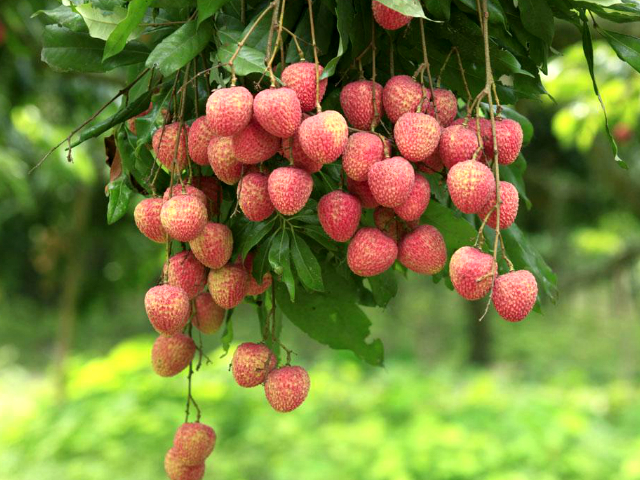 litchi