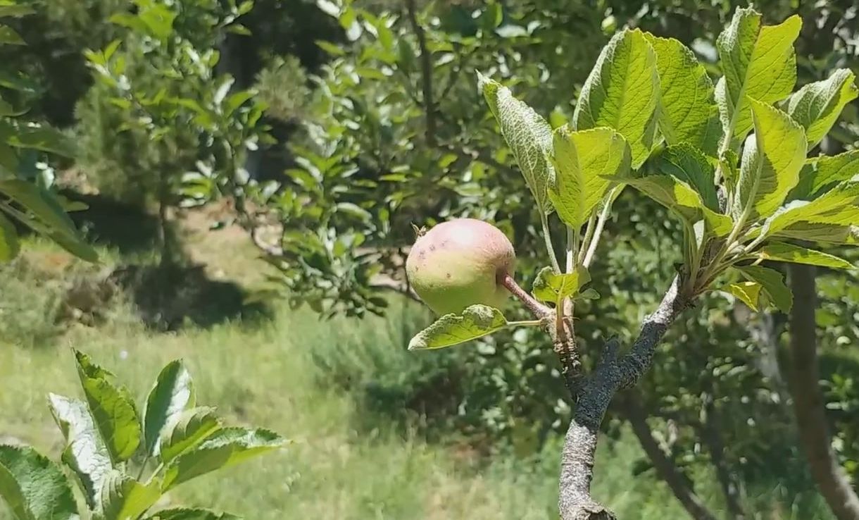scab disease showing on apple in kinnour