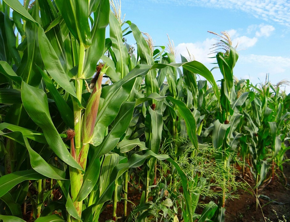 maize farming (Stored)