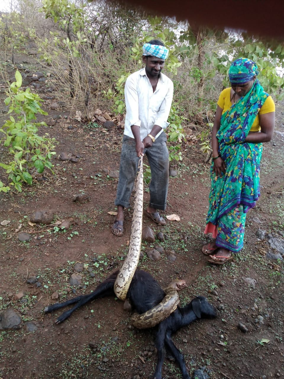 python snake kills goat