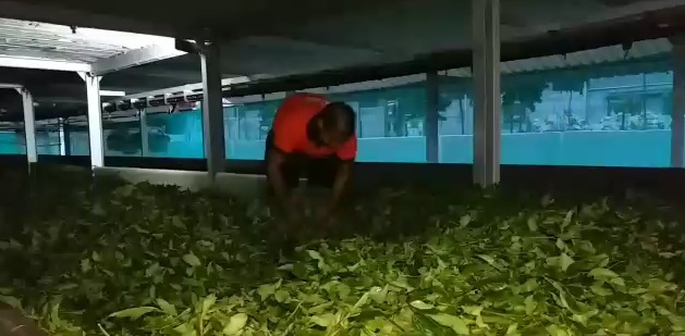 tea factory