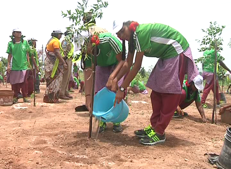 haritha haram at siricilla district