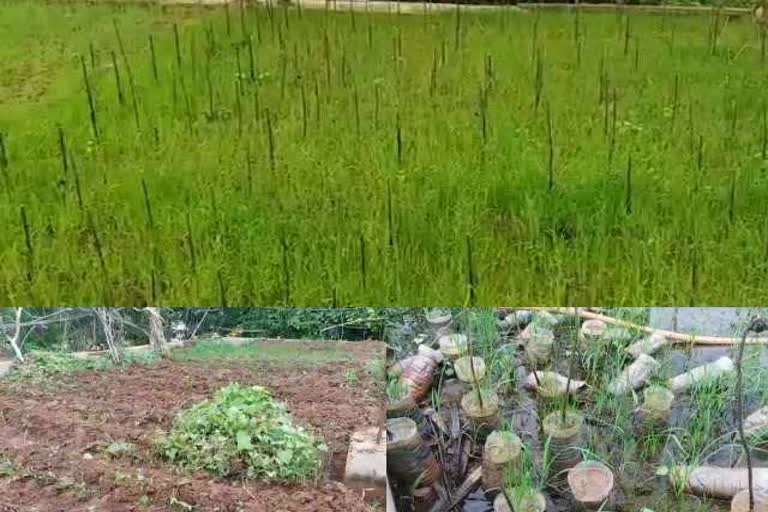 75 year old man sets example by his unique technique of terrace farming