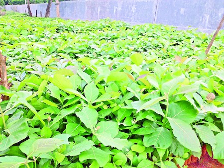 mulugu-dist-haritha-haram-plants