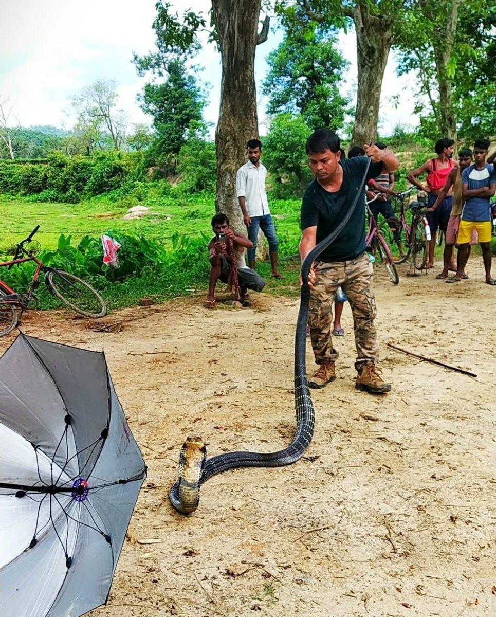 Cobra-Assam