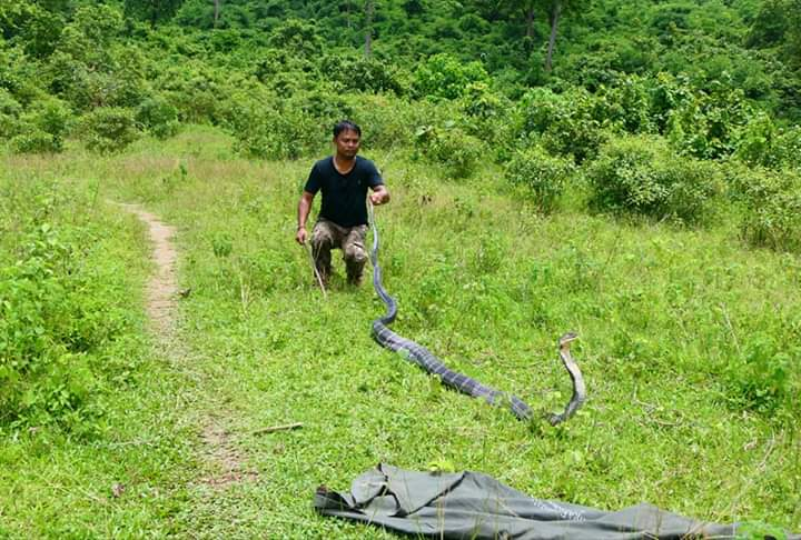 The reptile was later released in  Suwang Reserve Forest