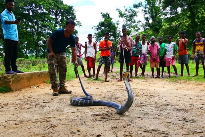 Binod 'Dulu' Borah,  a snake rescuer, controlling the 14-feet-long King cobra spotted in a Tea Estate area of Assam