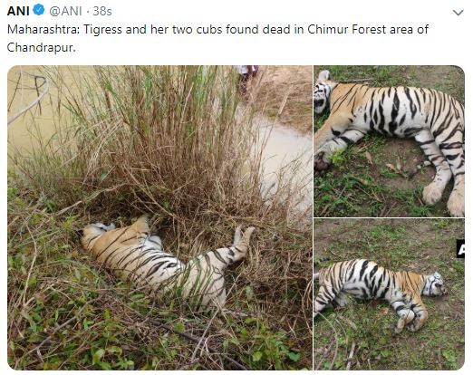 tigress died in  maharashtra