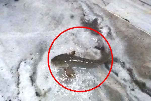 Fish can be seen floating in the water