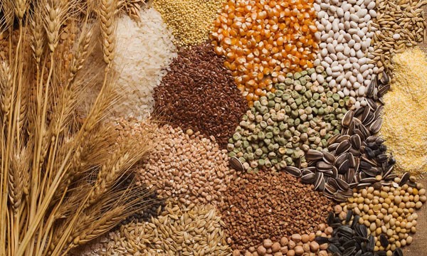 telangana seeds europe countries export