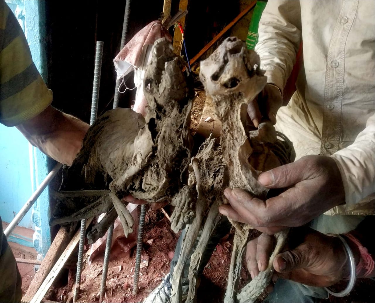 skeleton found in lower bajar shimla