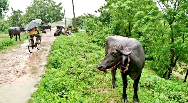 SITAMARHI FLOOD