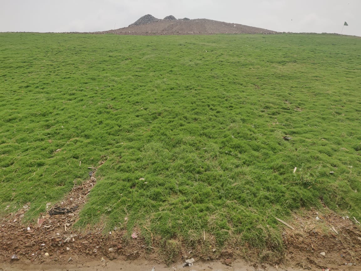 greenery on okhla landfill site in delhi