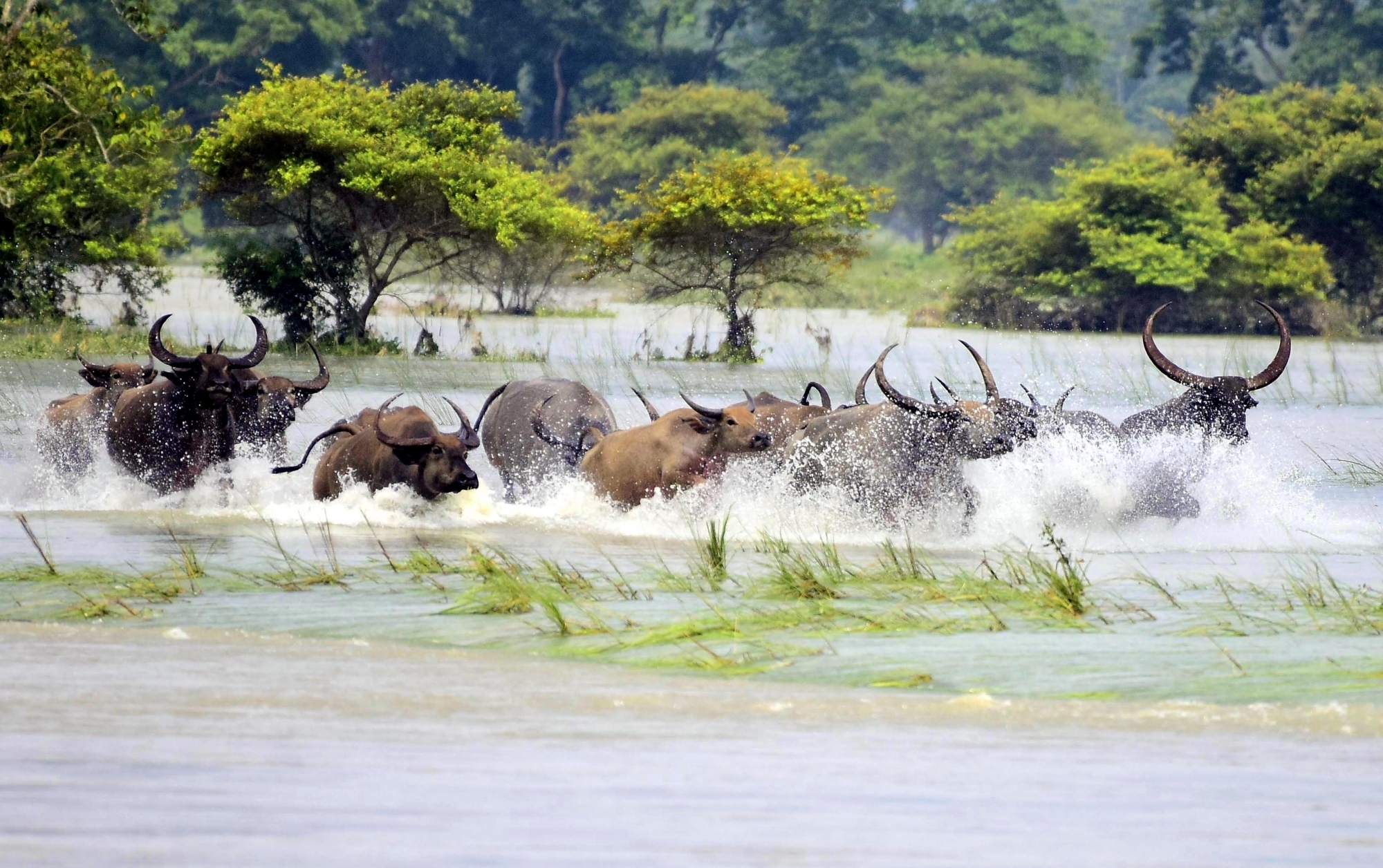 Assam flood