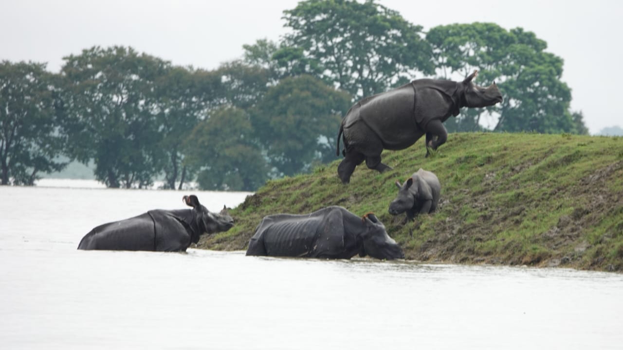 Assam flood