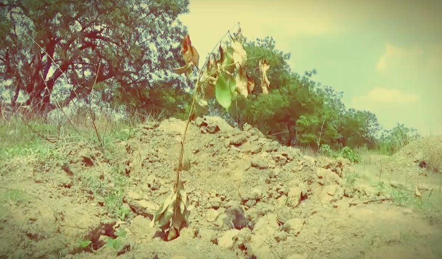 trees geting dead In the absence of rain in wardha