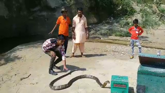 kashyap family rescue snakes