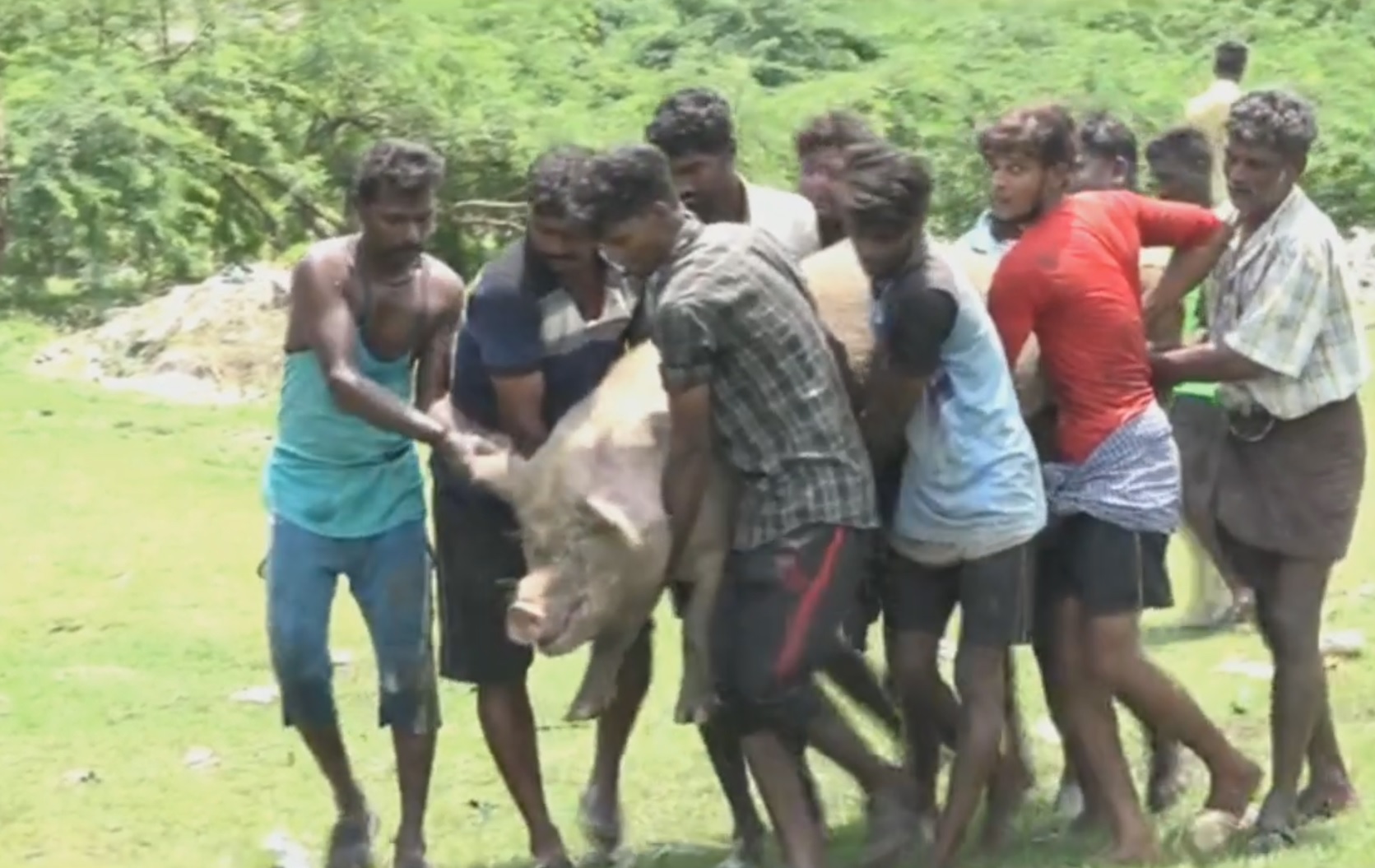 police protection for catching pigs  in nagpur