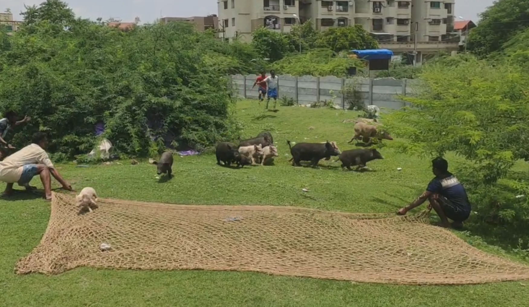 police protection for catching pigs  in nagpur